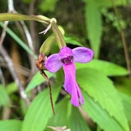 20. Cynorkis purpurascens Orchidacea e Indigène La Réunion IMG_9497.JPG.jpeg